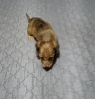Star, a female Miniature Dachshund for sale in Arab, AL – 7 of 7