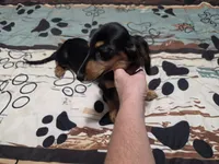 Valerie, a female Miniature Dachshund for sale in Arab, AL – 3 of 6