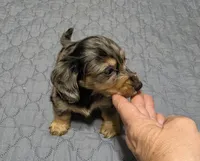 Boots, a male Miniature Dachshund for sale in Arab, AL – 3 of 9