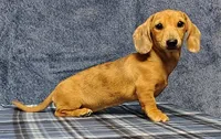 Thumbelina, a female Miniature Dachshund for sale in Arab, AL – Photo 3 of 5