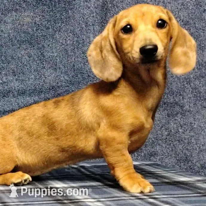 Thumbelina, a female Miniature Dachshund for sale in Arab, AL – Photo 4 of 5