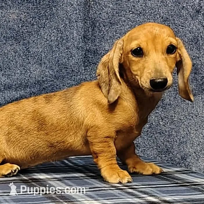 Thumbelina – Miniature Dachshund puppy for sale in Arab, AL