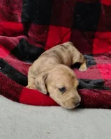 Thumbelina, a female Miniature Dachshund for sale in Arab, AL – Photo 3 of 10