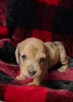 Thumbelina, a female Miniature Dachshund for sale in Arab, AL – Photo 5 of 10