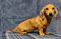 Thumbelina, a female Miniature Dachshund for sale in Arab, AL – Photo 2 of 5