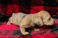 Thumbelina, a female Miniature Dachshund for sale in Arab, AL – Photo 4 of 10
