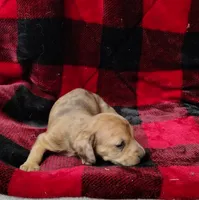 Thumbelina, a female Miniature Dachshund for sale in Arab, AL – Photo 2 of 10