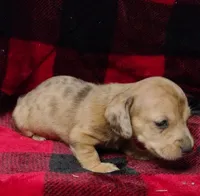 Thumbelina, a female Miniature Dachshund for sale in Arab, AL – Photo 1 of 10