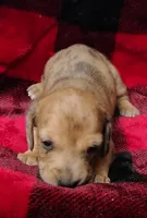 Thumbelina, a female Miniature Dachshund for sale in Arab, AL – Photo 10 of 10