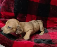 Thumbelina, a female Miniature Dachshund for sale in Arab, AL – Photo 7 of 10
