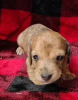 Thumbelina, a female Miniature Dachshund for sale in Arab, AL – Photo 9 of 10