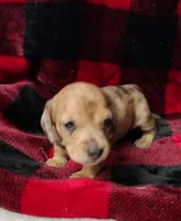 Thumbelina, a female Miniature Dachshund for sale in Arab, AL – Photo 6 of 10