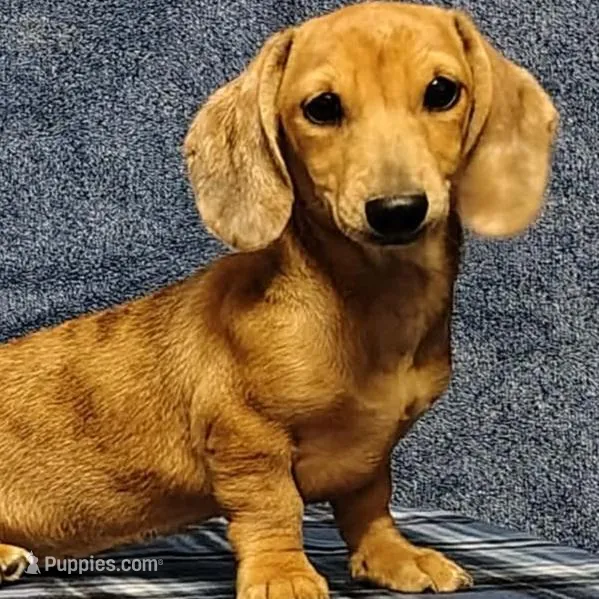 Thumbelina, a female Miniature Dachshund for sale in Arab, AL – Photo 5 of 5