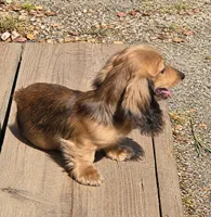 Benny, a male Miniature Dachshund for sale in Arab, AL – 4 of 10
