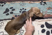Benny, a male Miniature Dachshund for sale in Arab, AL – 5 of 10
