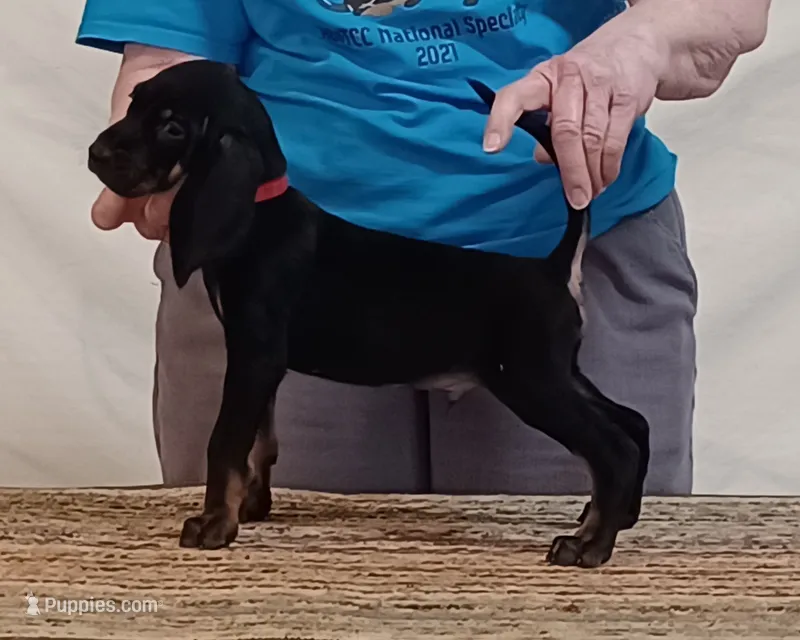 Charly – American Black and Tan Coonhound puppy for sale in Arab, AL