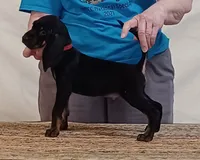 Charly, a male American Black and Tan Coonhound for sale in Arab, AL – 1 of 4
