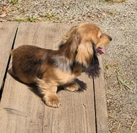 Benny, a male Miniature Dachshund for sale in Arab, AL – 3 of 10