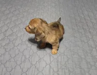 Star, a female Miniature Dachshund for sale in Arab, AL – 5 of 7