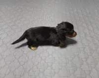 Dora, a female Miniature Dachshund for sale in Arab, AL – 4 of 7