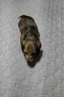 Benny, a male Miniature Dachshund for sale in Arab, AL – 3 of 7