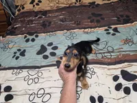 Dora, a female Miniature Dachshund for sale in Arab, AL – 6 of 6