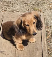Benny, a male Miniature Dachshund for sale in Arab, AL – 1 of 10