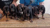 Eric, a male American Black and Tan Coonhound for sale in Arab, AL – 2 of 3