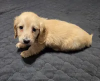 Bear, a male Miniature Dachshund for sale in Arab, AL – 5 of 9