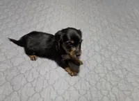 Valerie, a female Miniature Dachshund for sale in Arab, AL – 5 of 8