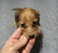 Star, a female Miniature Dachshund for sale in Arab, AL – 4 of 7