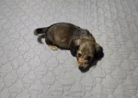 Benny, a male Miniature Dachshund for sale in Arab, AL – 6 of 7