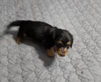 Dora, a female Miniature Dachshund for sale in Arab, AL – 5 of 7