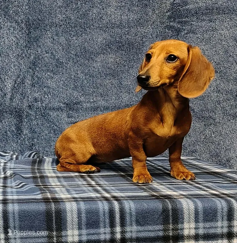 Linda Lou – Miniature Dachshund puppy for sale in Arab, AL