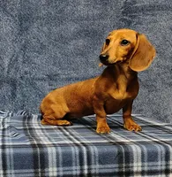 Linda Lou, a female Miniature Dachshund for sale in Arab, AL – Photo 1 of 7