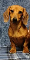 Linda Lou, a female Miniature Dachshund for sale in Arab, AL – Photo 2 of 7
