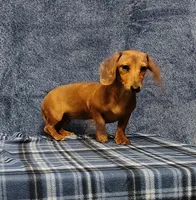 Linda Lou, a female Miniature Dachshund for sale in Arab, AL – Photo 7 of 7