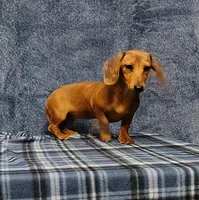 Linda Lou, a female Miniature Dachshund for sale in Arab, AL – Photo 6 of 7