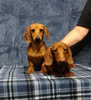 Linda Lou, a female Miniature Dachshund for sale in Arab, AL – Photo 4 of 7