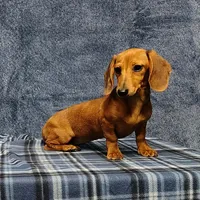 Linda Lou, a female Miniature Dachshund for sale in Arab, AL – Photo 3 of 7