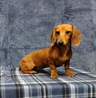 Linda Lou, a female Miniature Dachshund for sale in Arab, AL – Photo 5 of 7