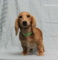 Sparky, a male Miniature Dachshund for sale in Arab, AL – Photo 3 of 9