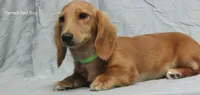 Sparky, a male Miniature Dachshund for sale in Arab, AL – Photo 2 of 9