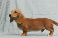 Sparky, a male Miniature Dachshund for sale in Arab, AL – Photo 9 of 9