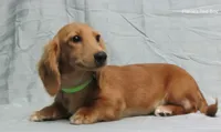 Sparky, a male Miniature Dachshund for sale in Arab, AL – Photo 1 of 9