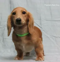 Sparky, a male Miniature Dachshund for sale in Arab, AL – Photo 8 of 9