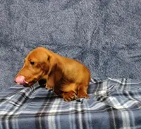 Noel, a female Miniature Dachshund for sale in Arab, AL – Photo 3 of 7
