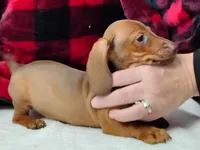 Noel, a female Miniature Dachshund for sale in Arab, AL – Photo 3 of 7