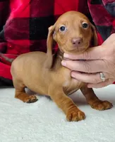 Noel, a female Miniature Dachshund for sale in Arab, AL – Photo 5 of 7