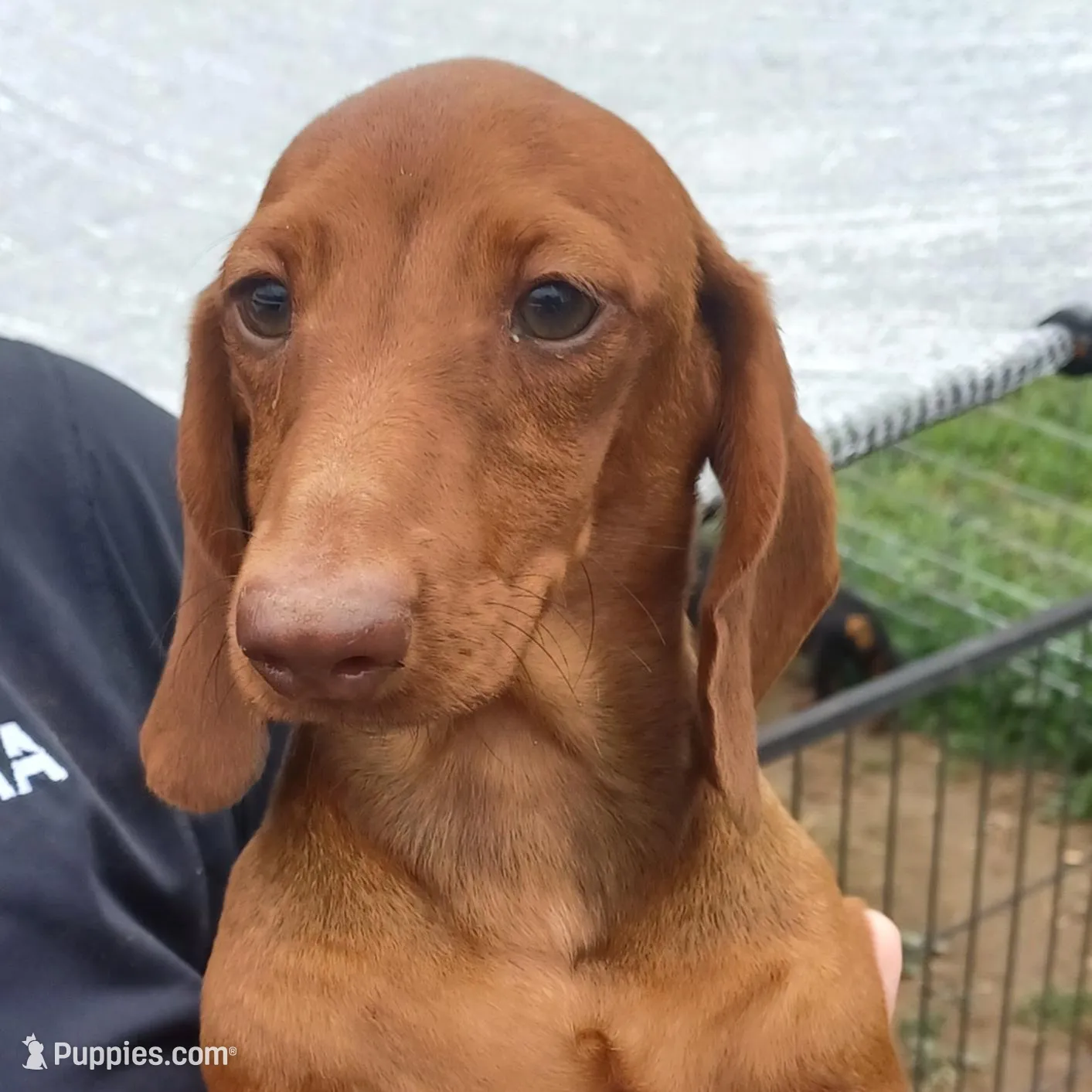 Noel, a female Miniature Dachshund for sale in Arab, AL – Photo 7 of 7
